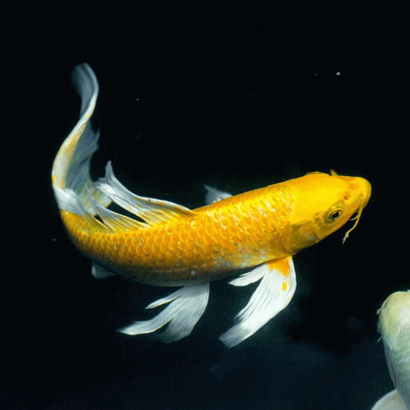 Butterfly koi