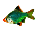 Tiger Barb Green