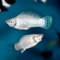 Silver Mollies