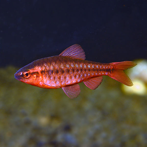 Cherry barbs
