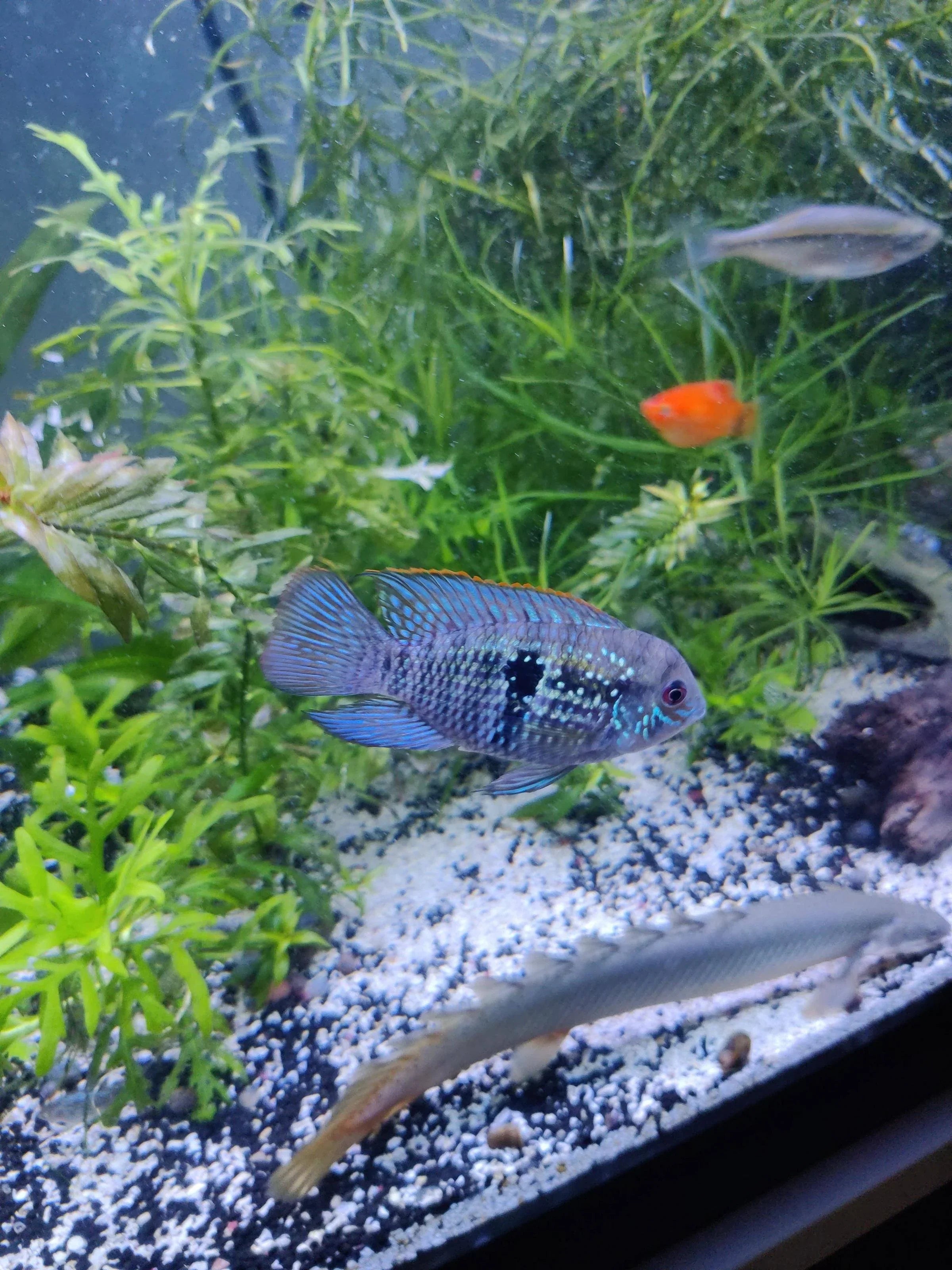 Blue Acara (Aequidens pulcher)